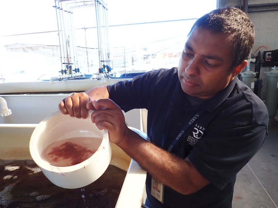 Dr Sasi Nayar with Asparagopis