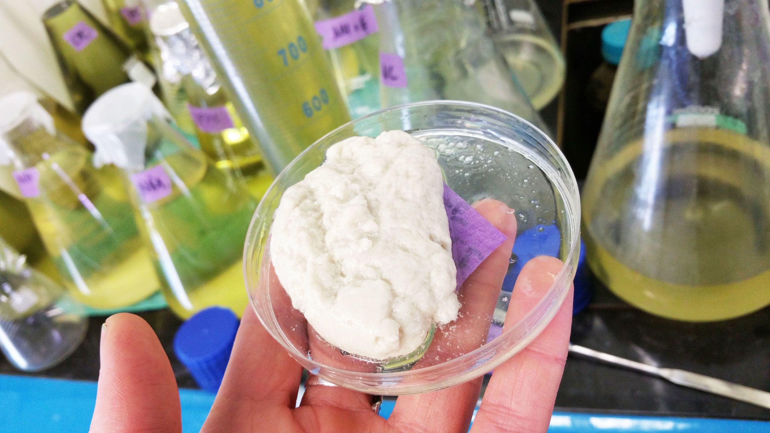 pure seaweed extract for wound healing