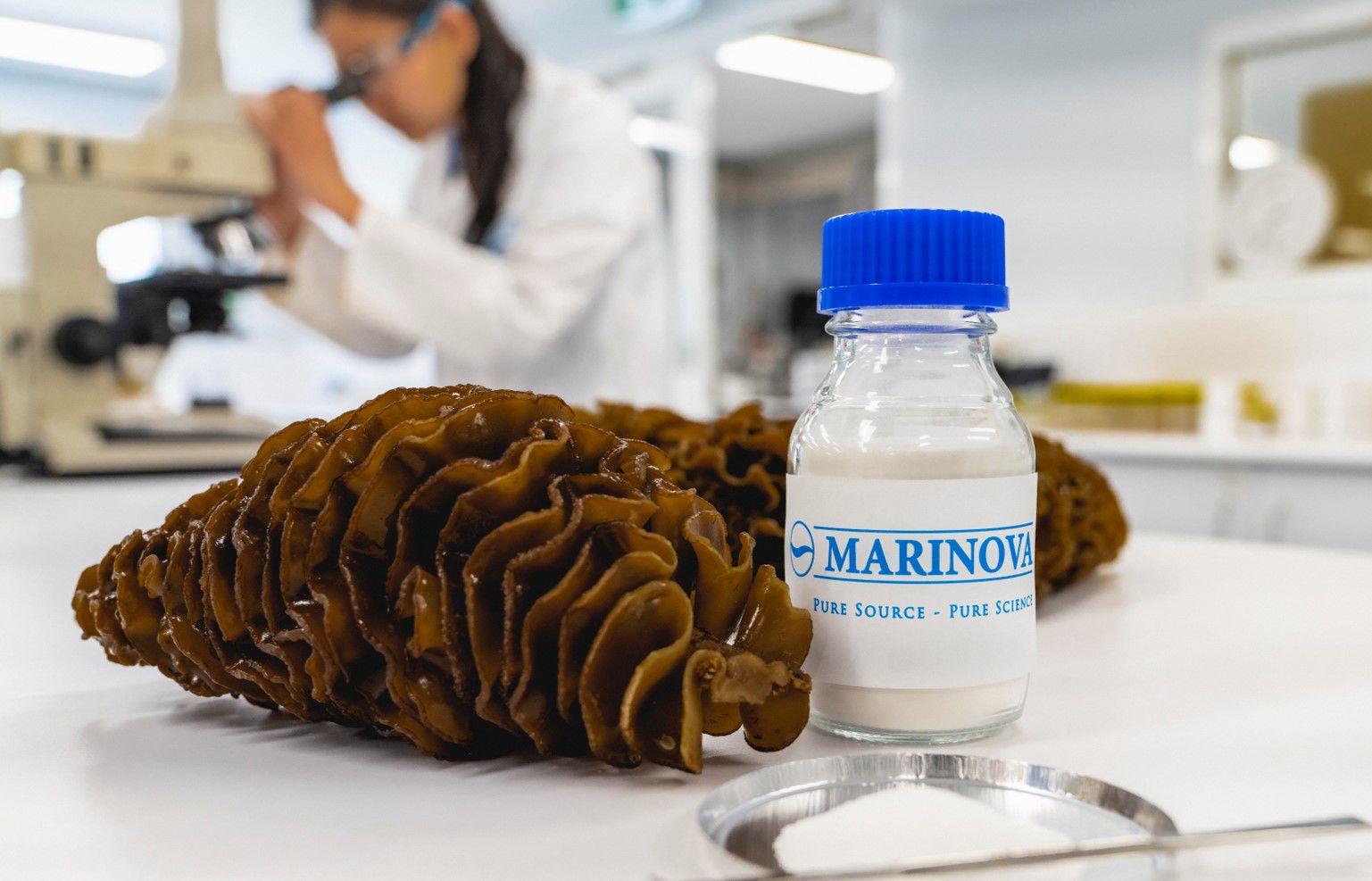 Marinova's high purity fucoidan extracts