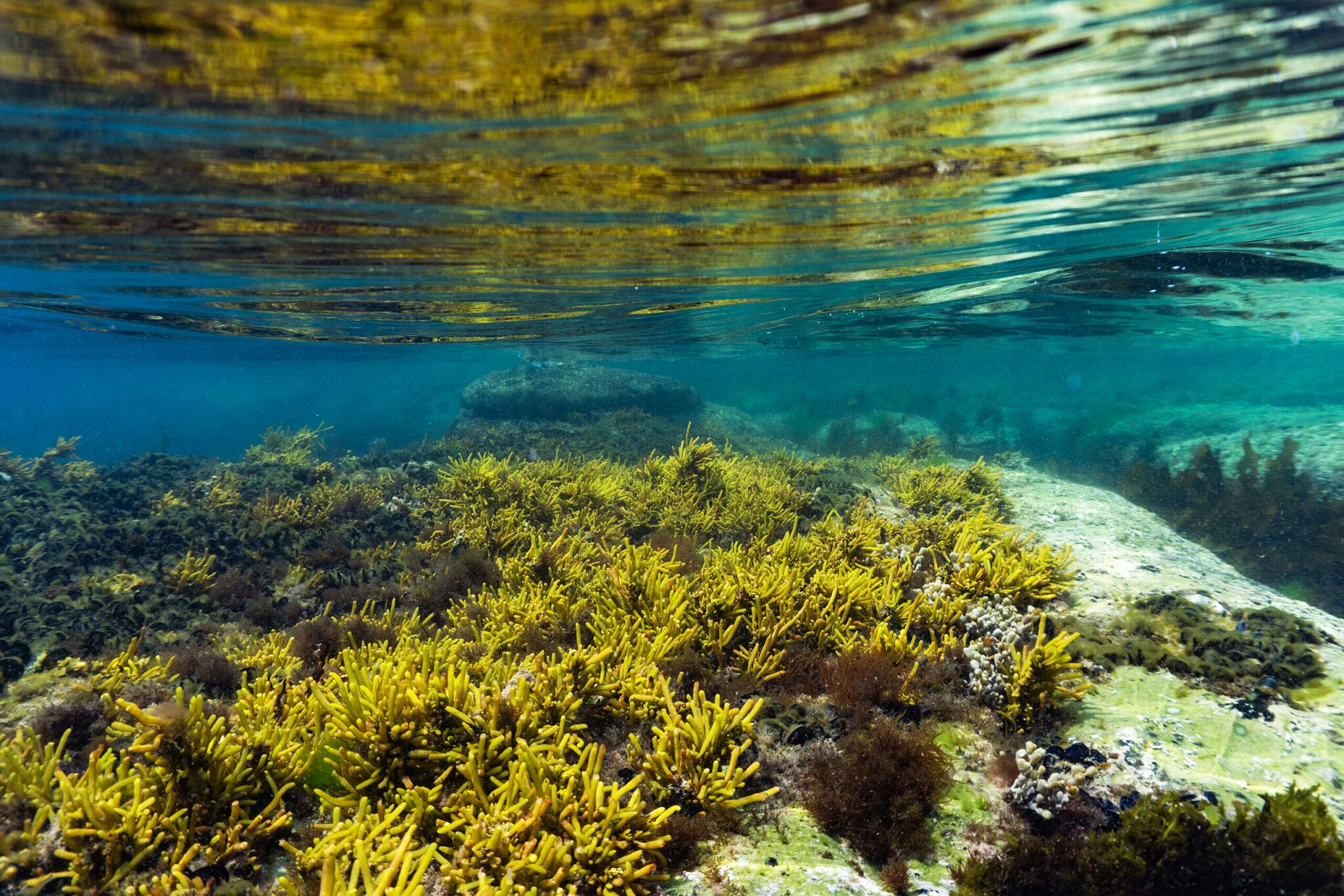 seaweed varieties underwater