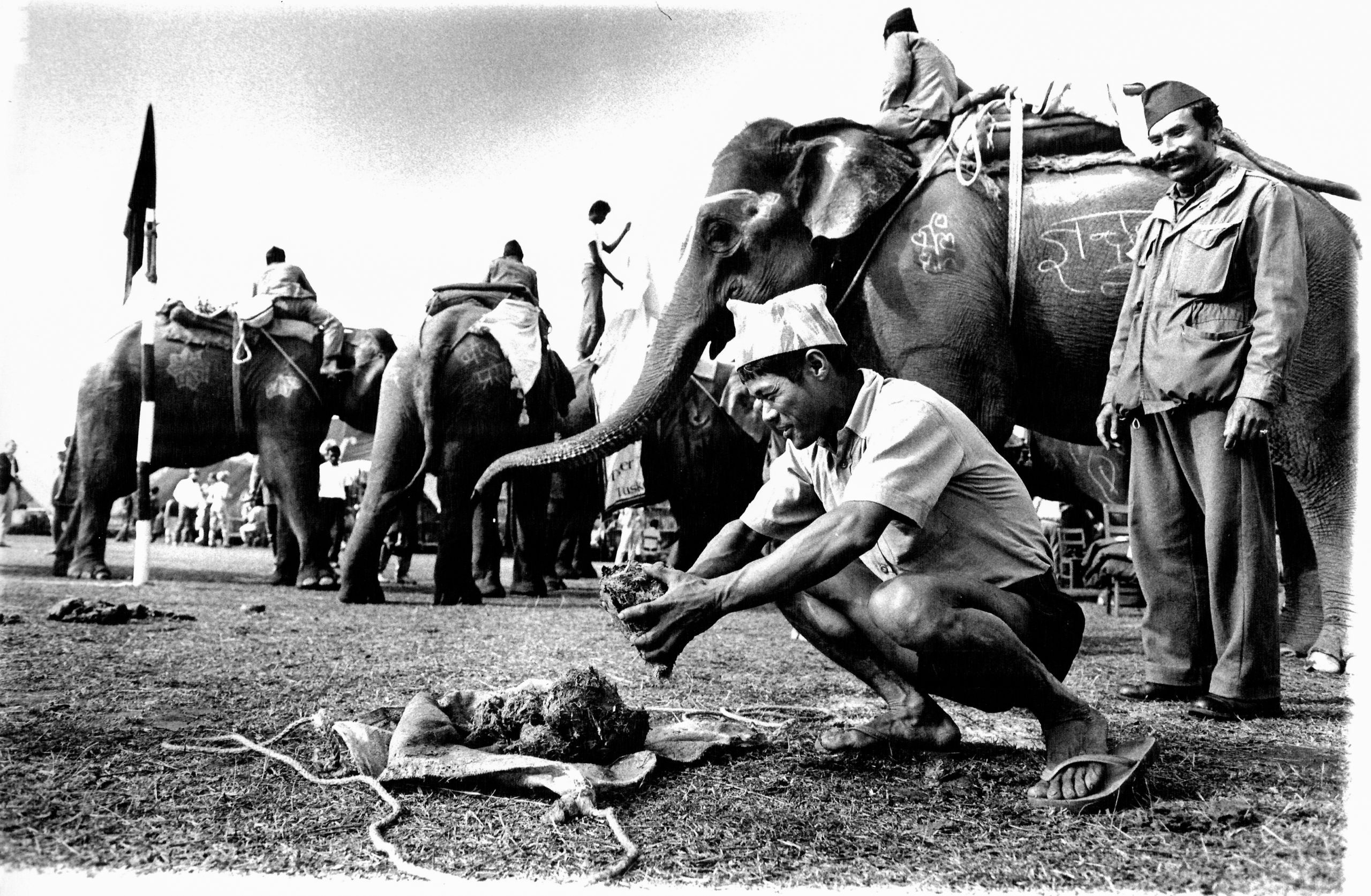 picture of man removing elephant droppings from the field