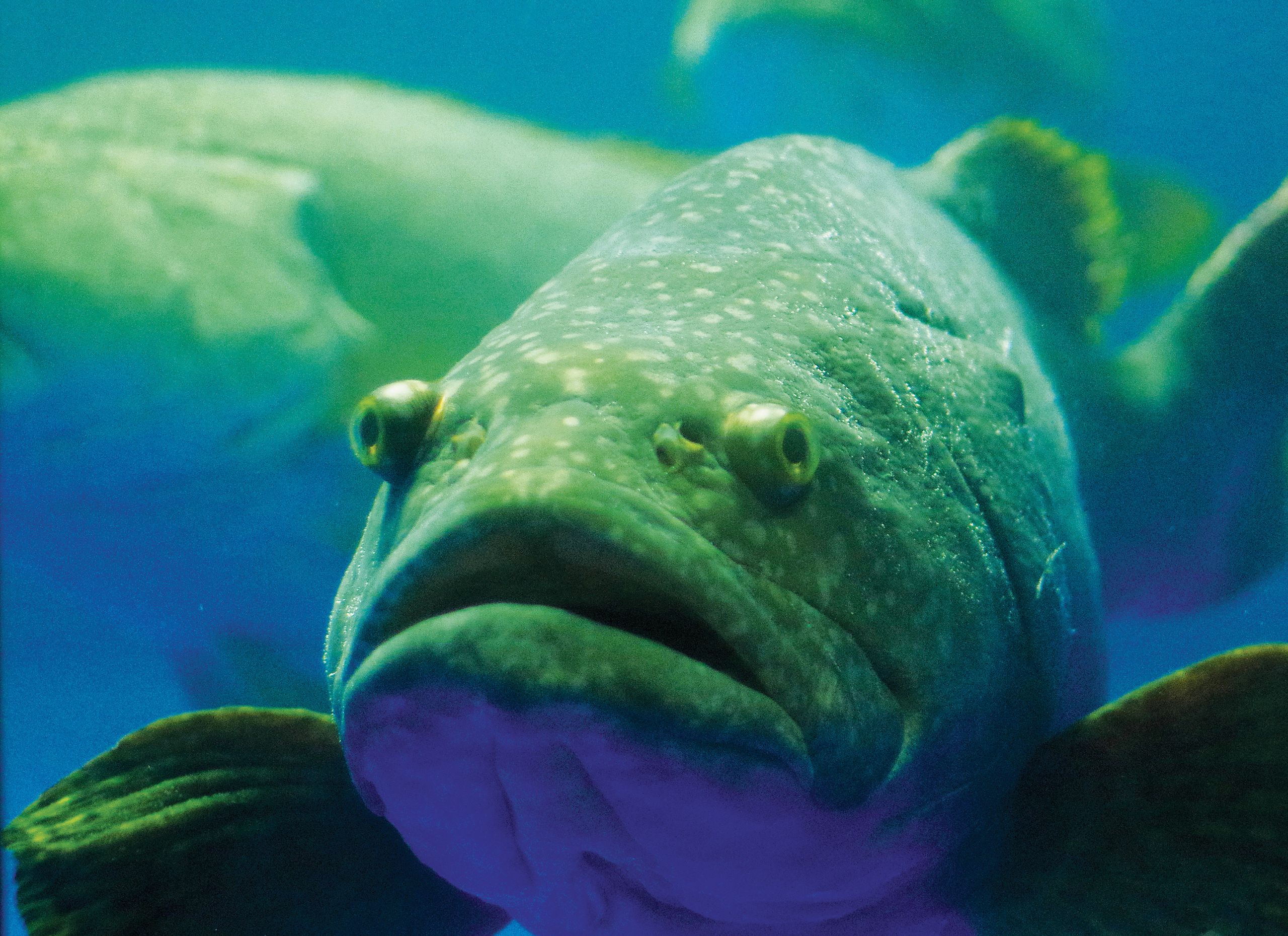 Queensland Groper. Photo: Richard Knuckey