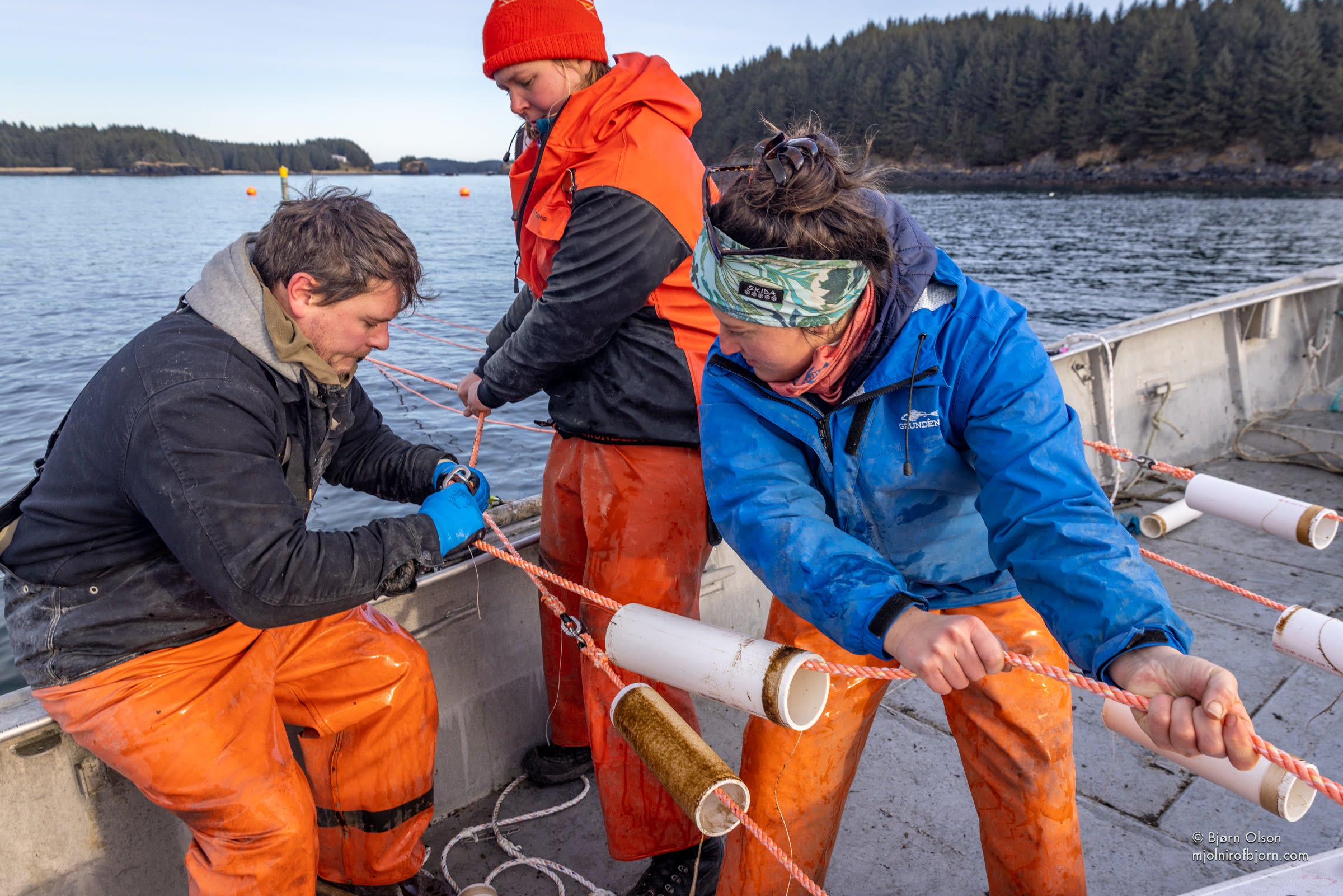 people woring in kelp farm