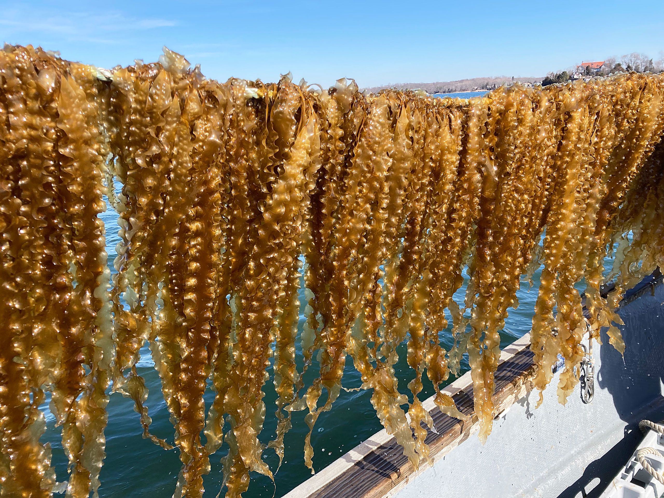 GOLDEN SEAWEED