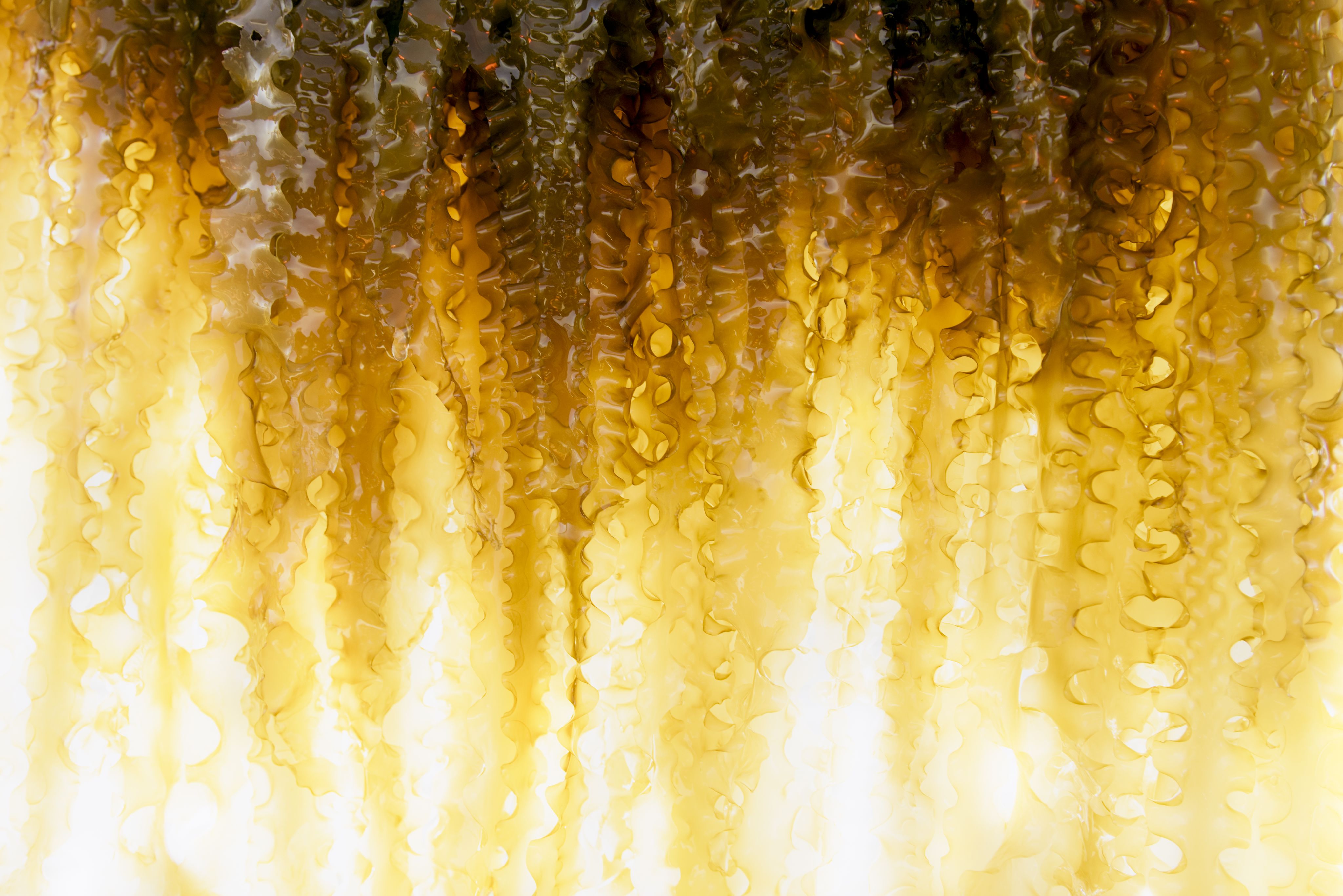 yellow seaweed