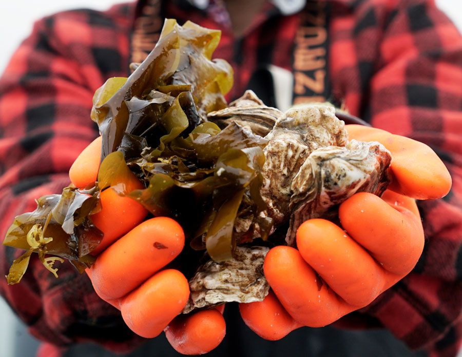 hands with kelp