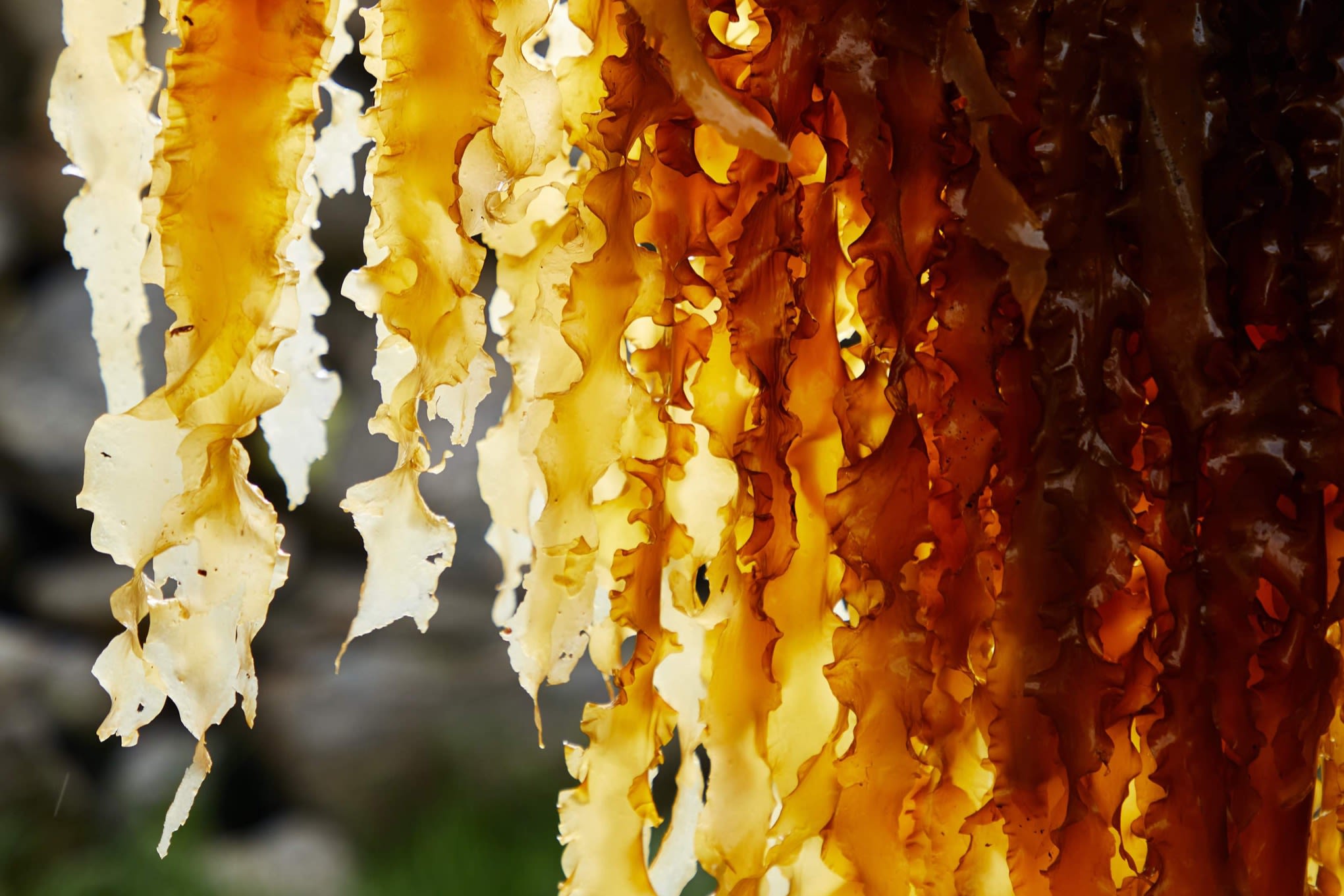 golden coloured sugar kelp