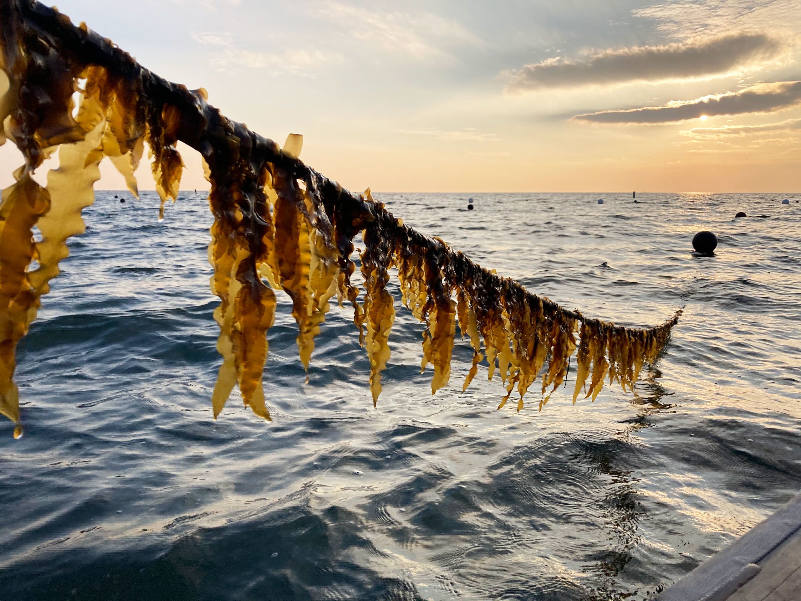 yellow coloured seaweed in farm in sea