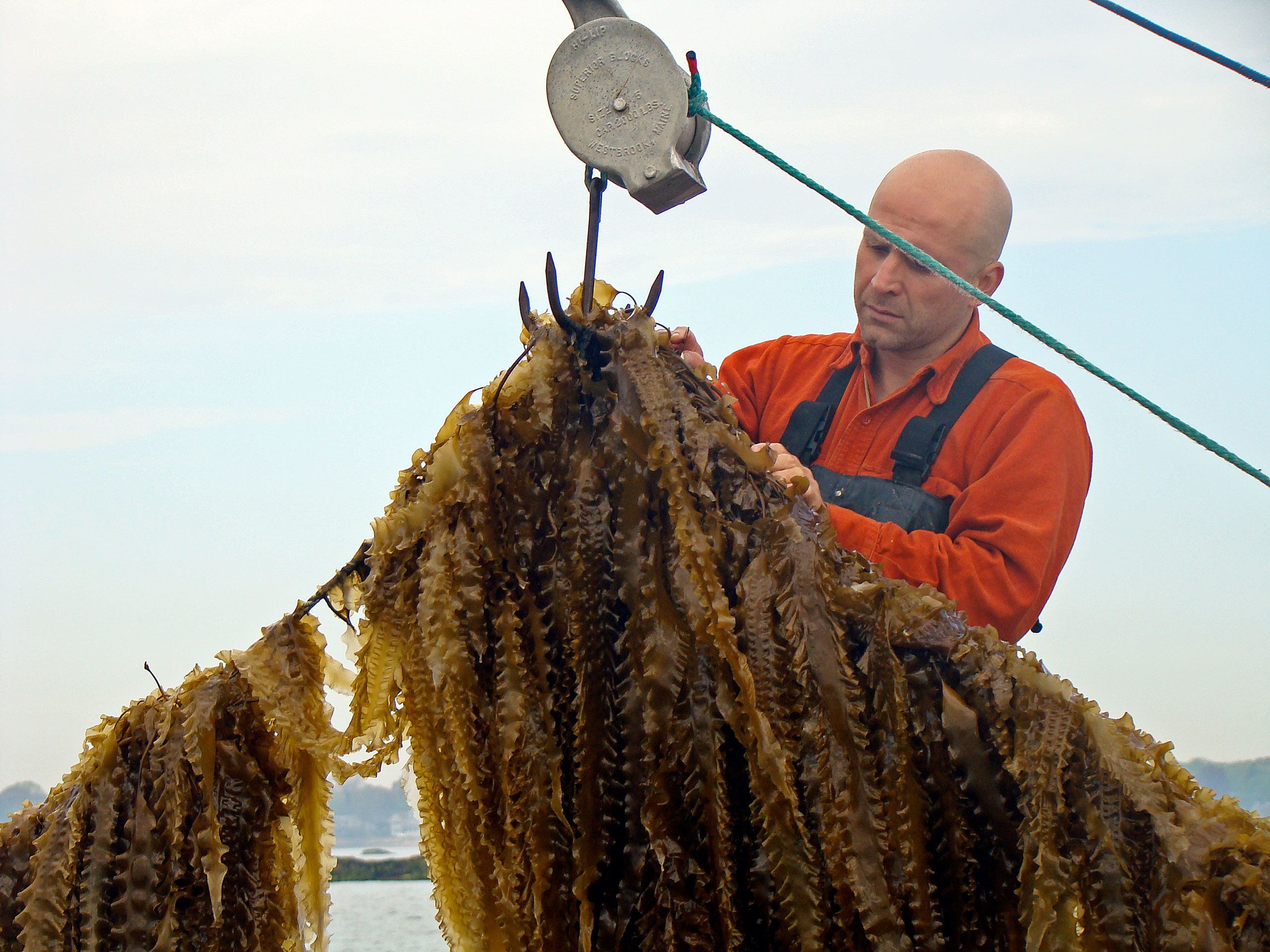seaweedfarmer