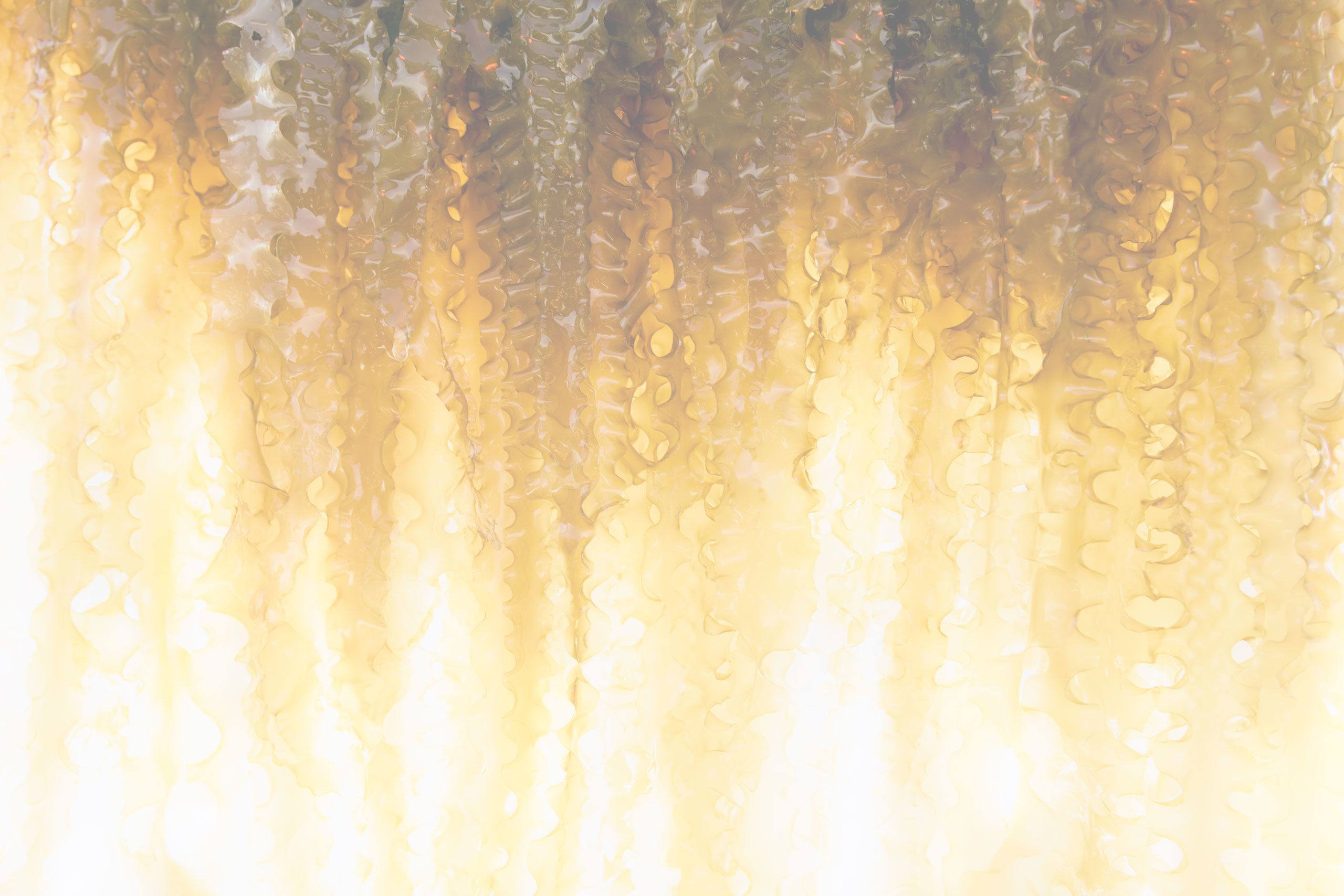 golden coloured seaweed