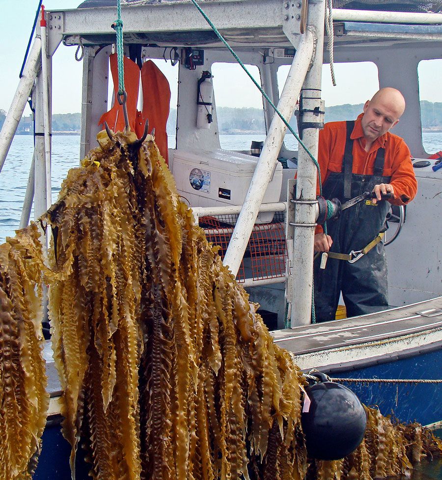 fisherman on a boat bringing up seaweed