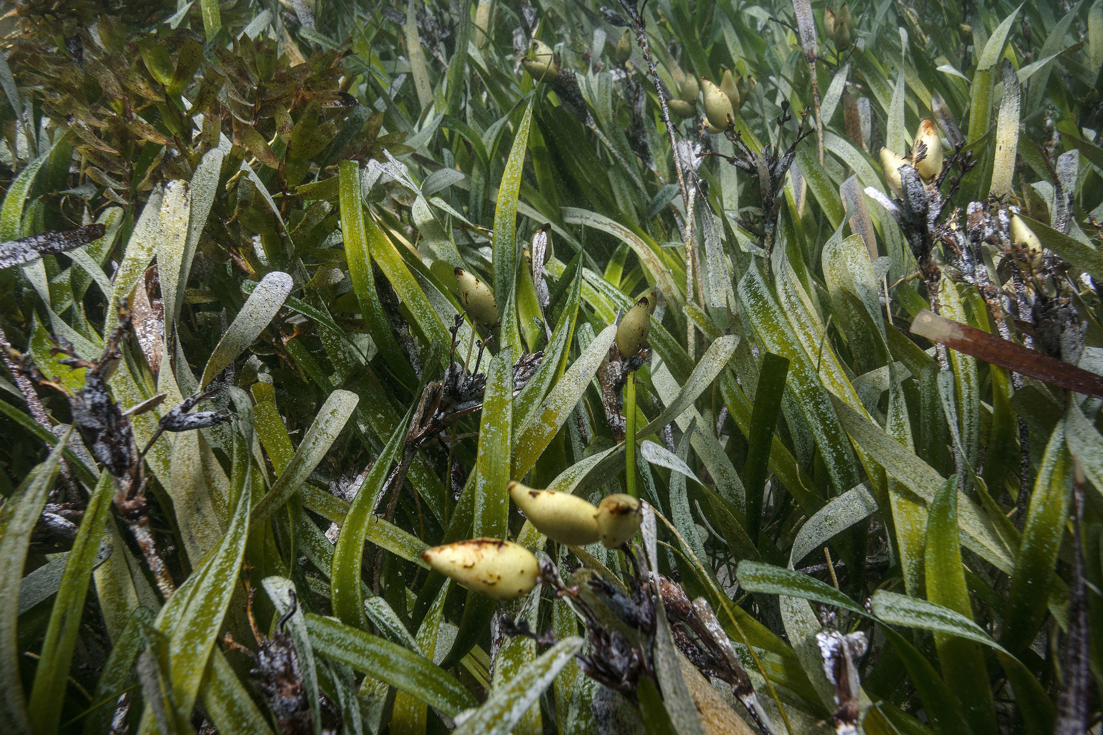 underwater green grass with broad leaves