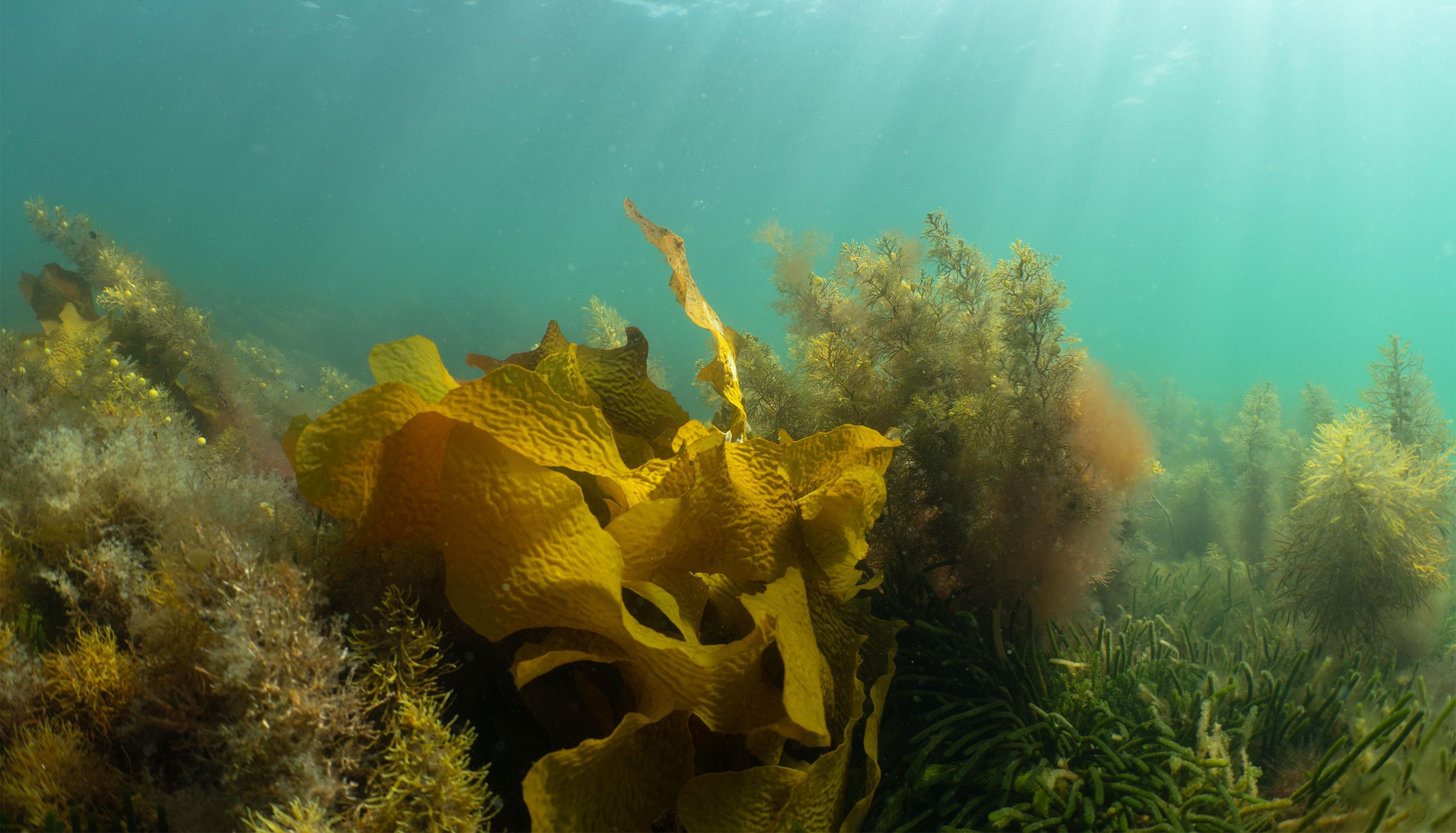 a photo of golden kelp under the water