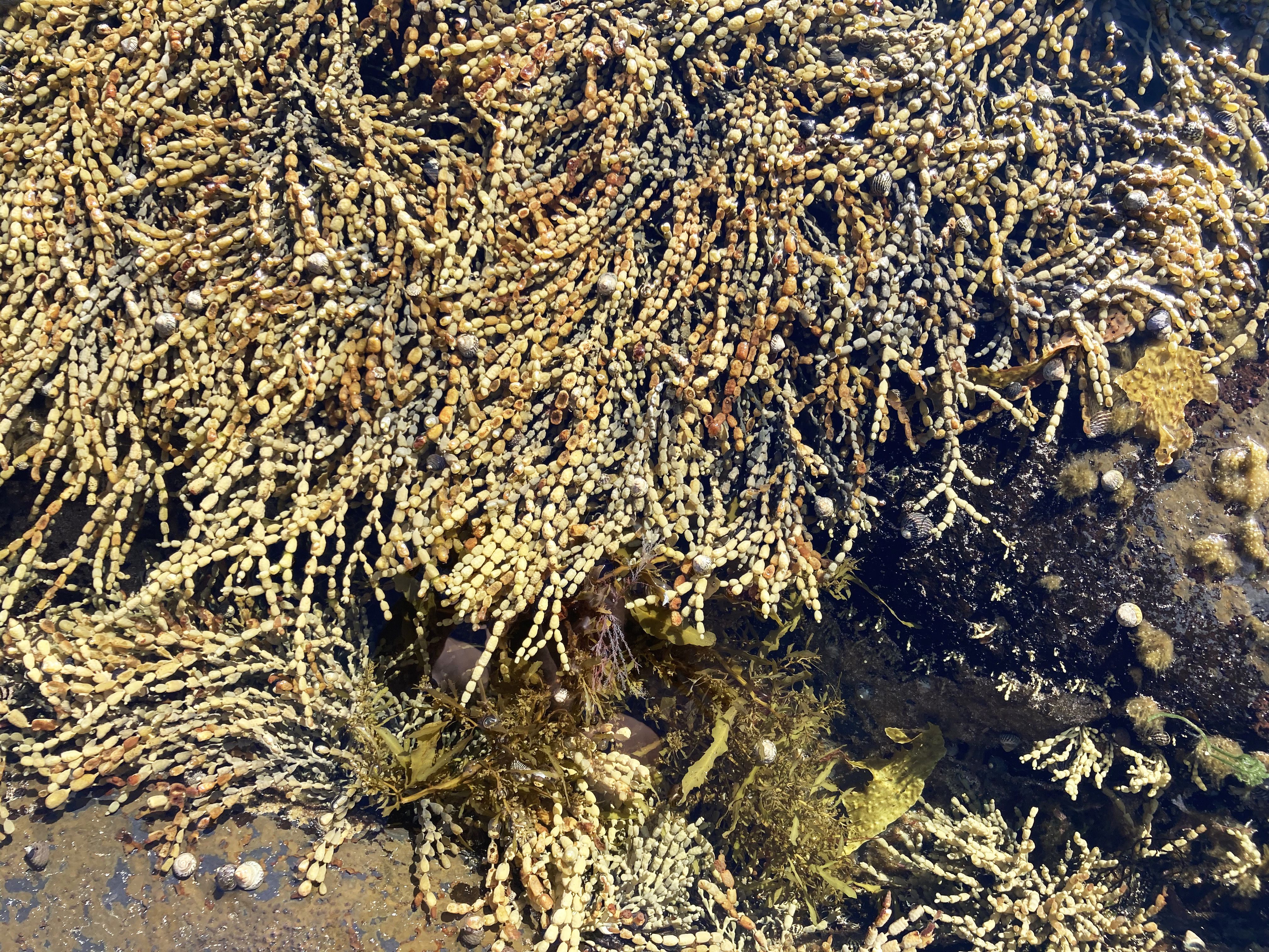 seaweed