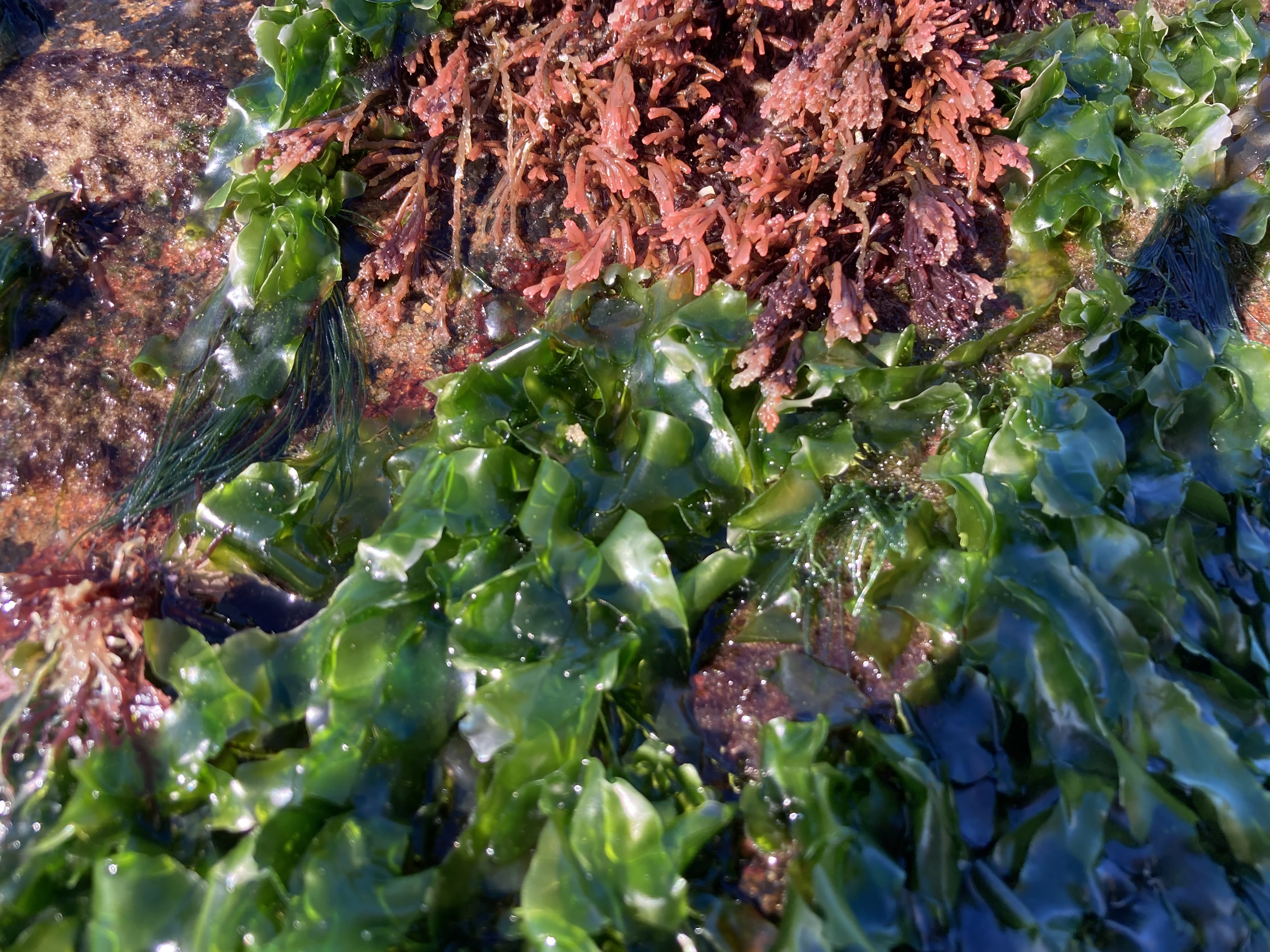 seaweed