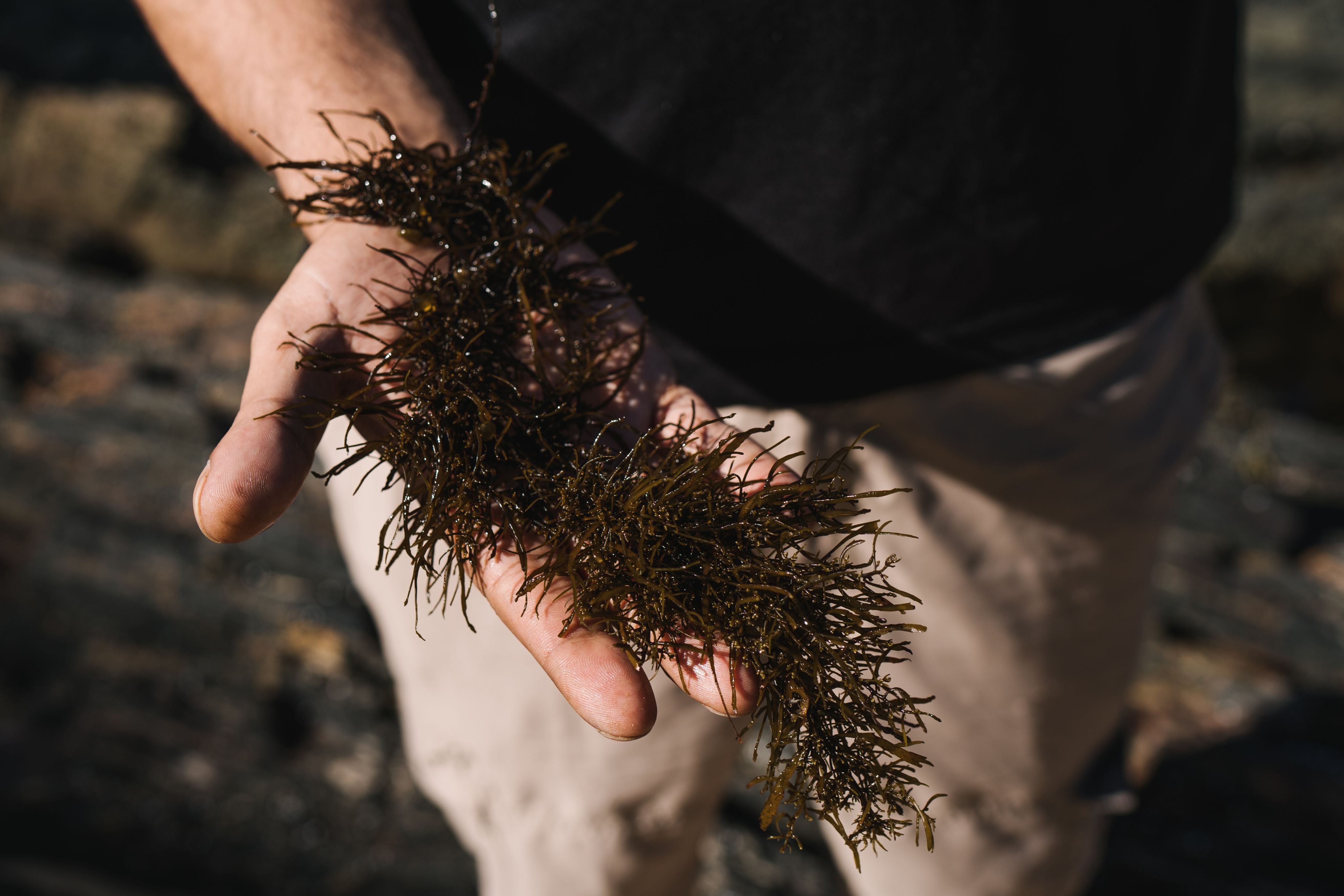 seaweed in hand