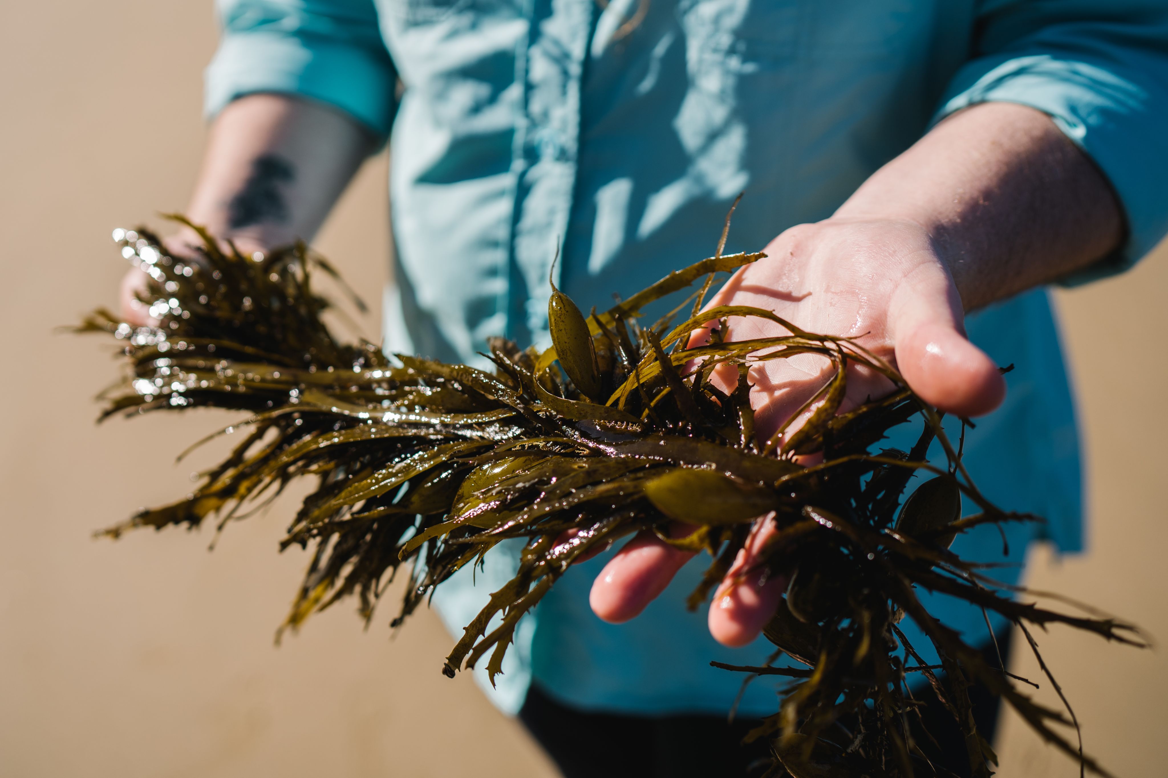 seaweed in hand
